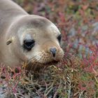 Seelöwe 2 in Korallensträuchern