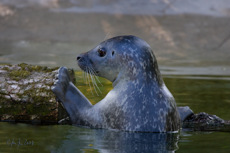 Seelöwe Foto & Bild tiere, zoo, wildpark & falknerei, zoolandschaften