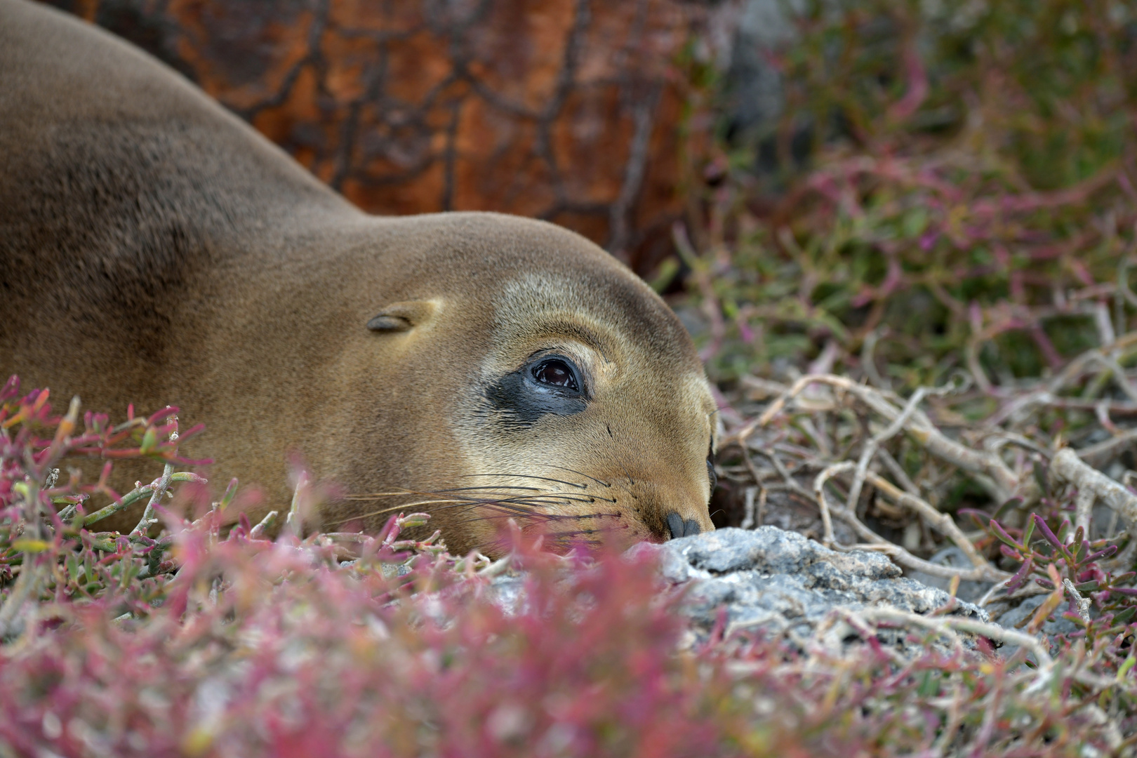 Seelöwe 3 in Korallensträuchern