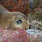 Seelöwe 3 in Korallensträuchern