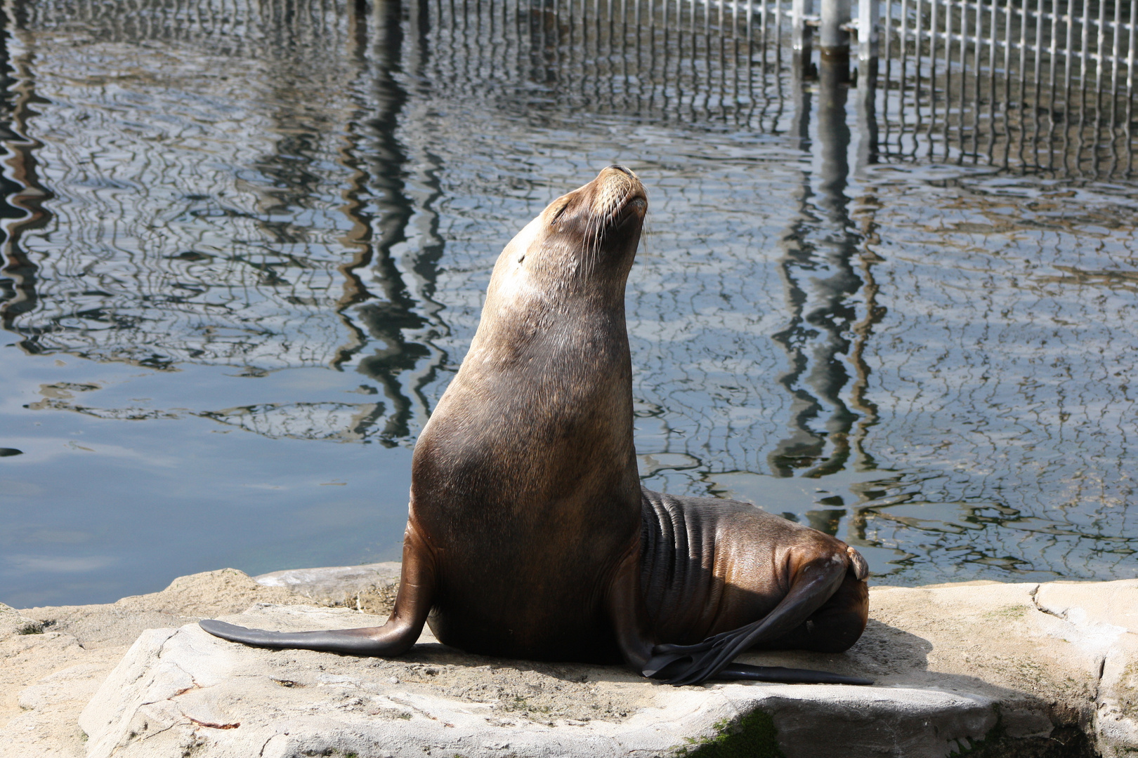 Seelöwe