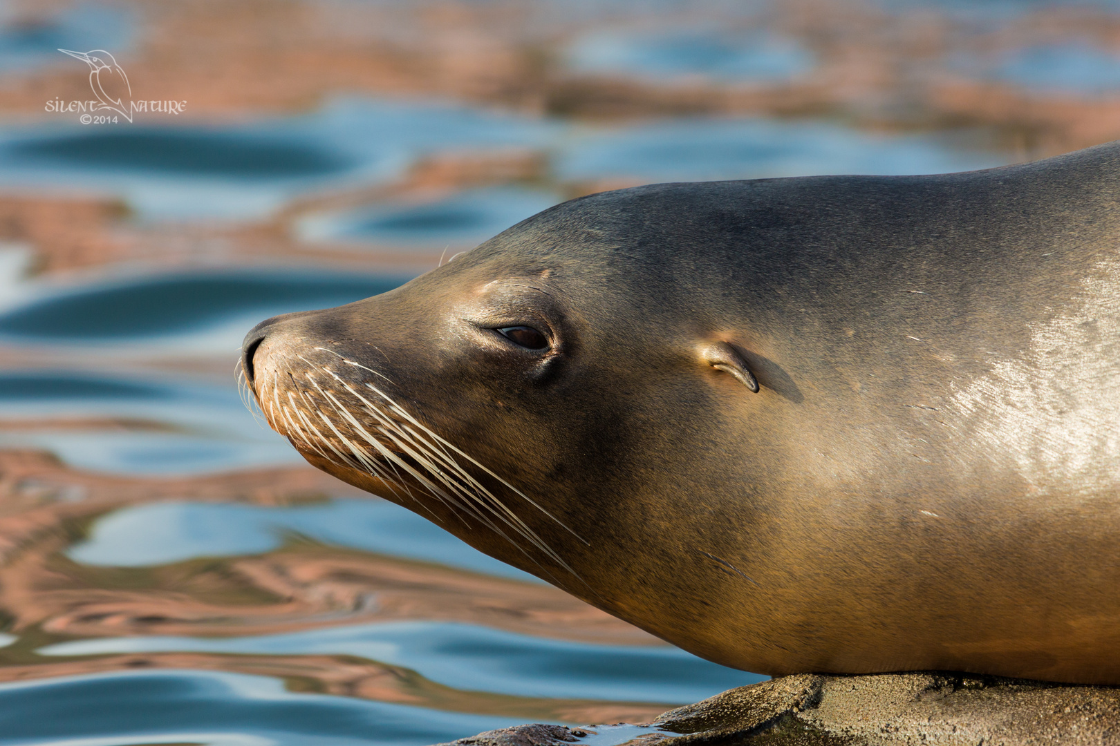 Seelöwe