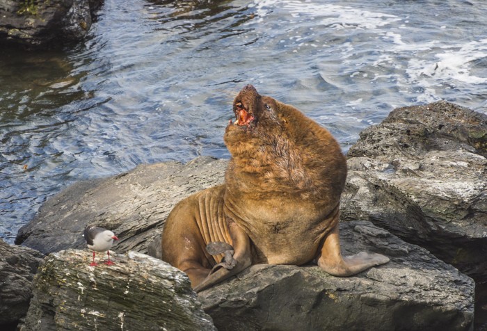 Seelöwe