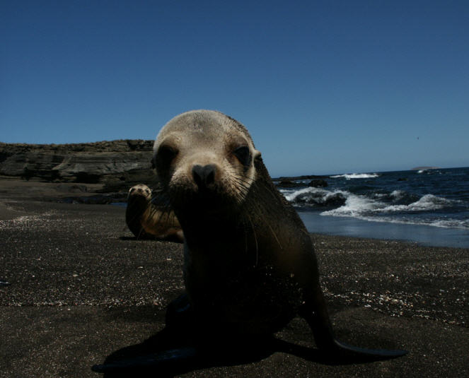 Seelöwe