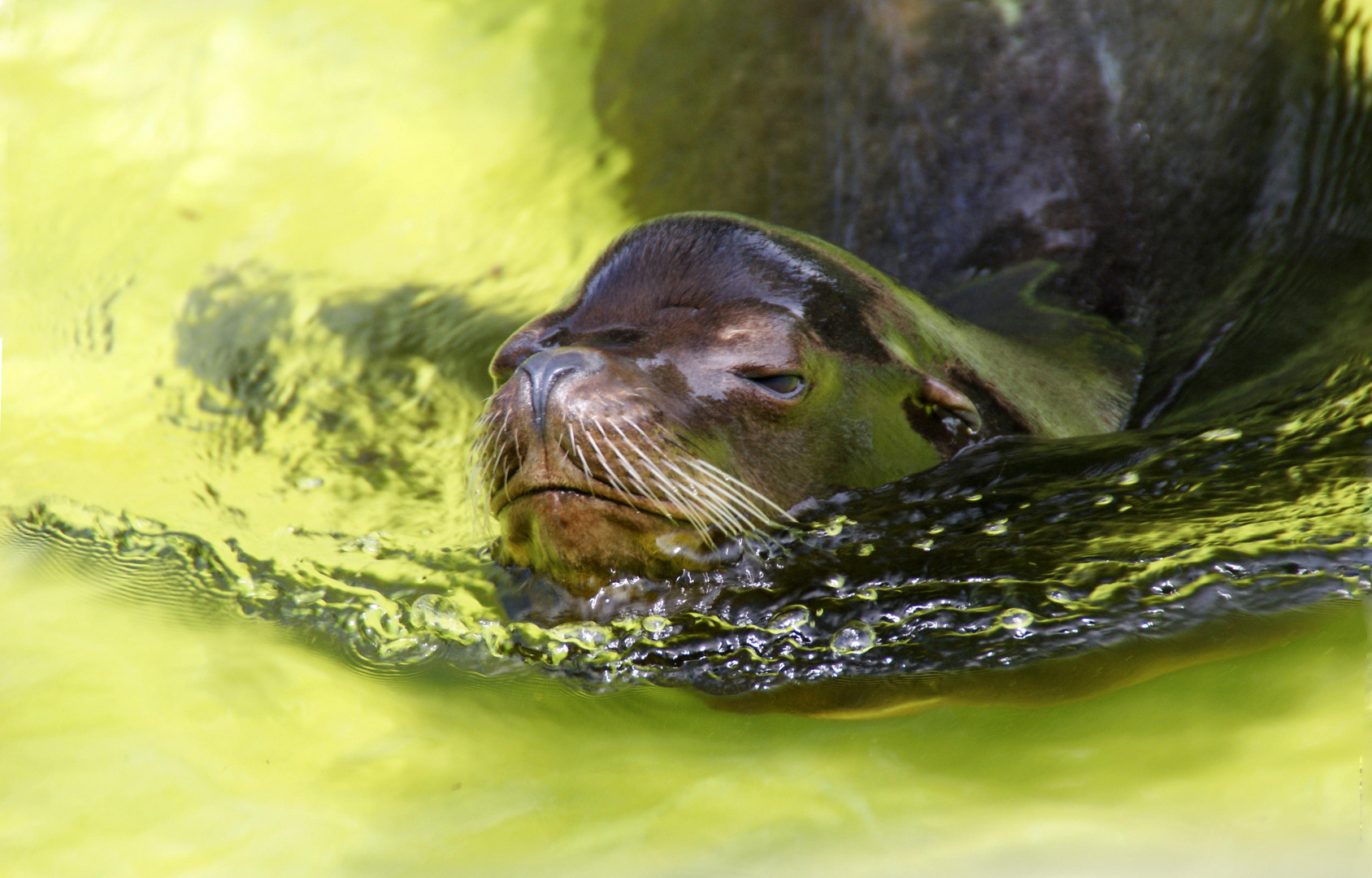 Seelöwe