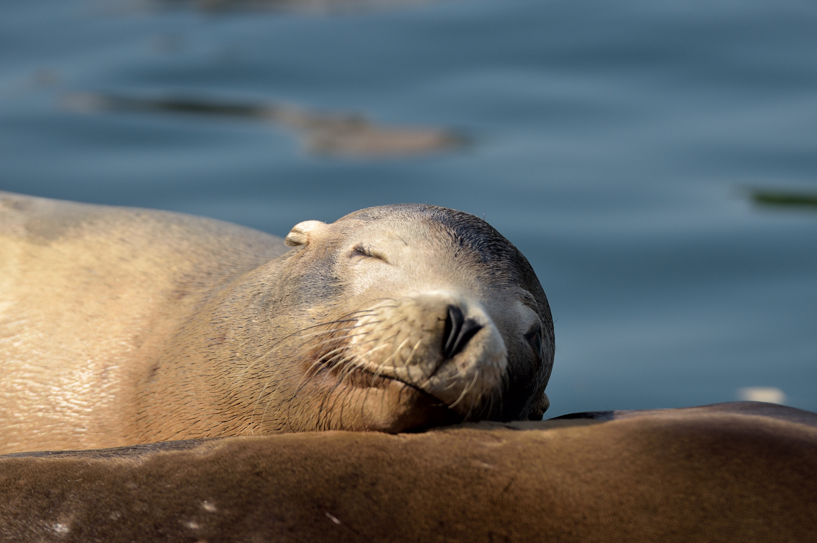 Seelöwe