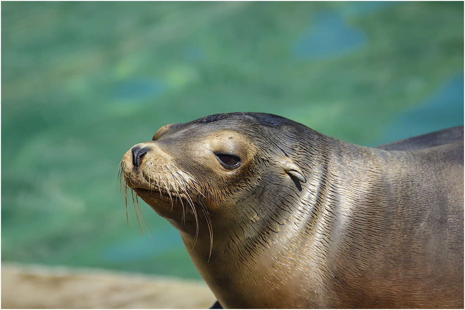 Seelöwe... Foto & Bild tiere, zoo, wildpark & falknerei, zoo