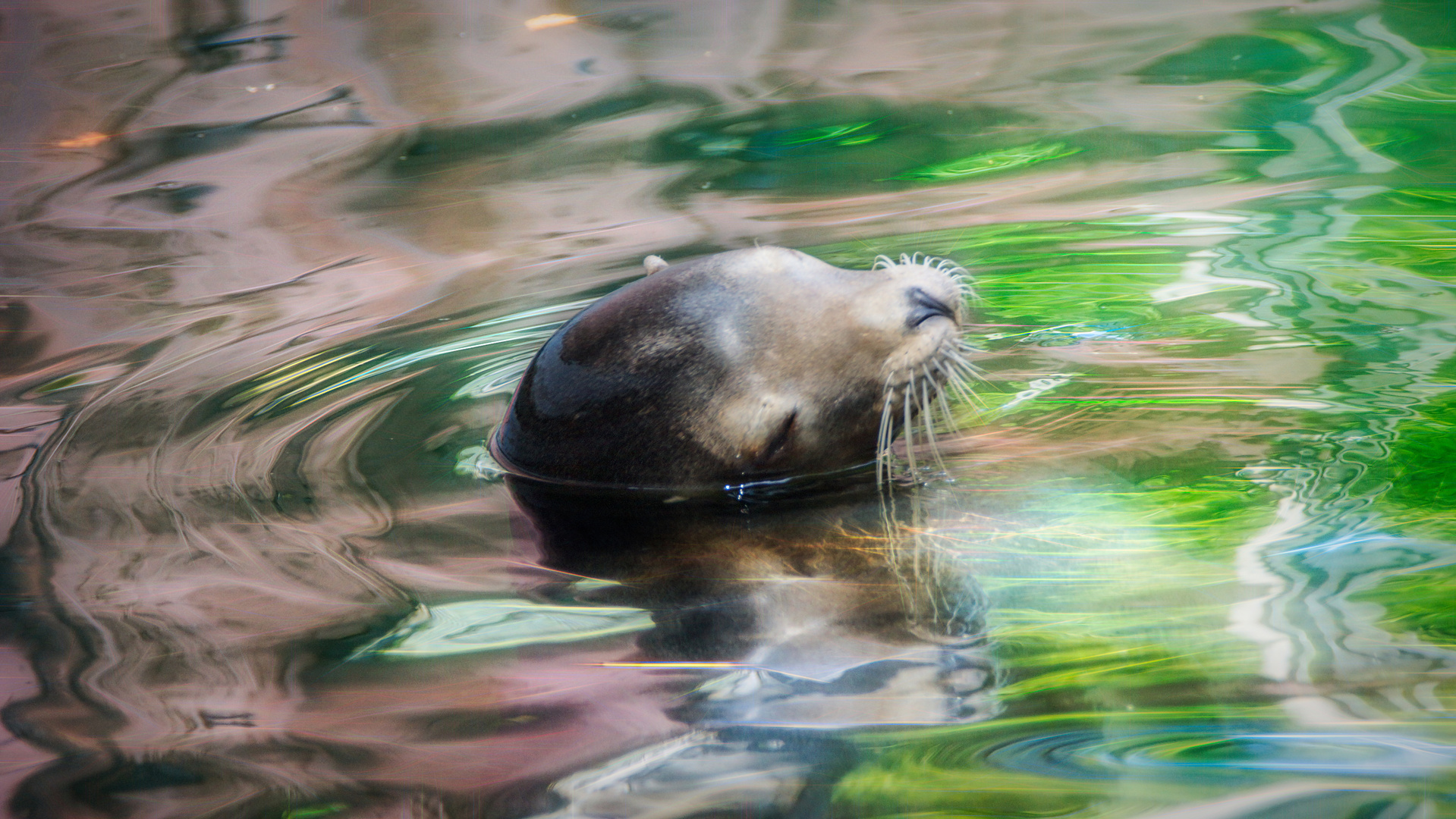 Seelöwe