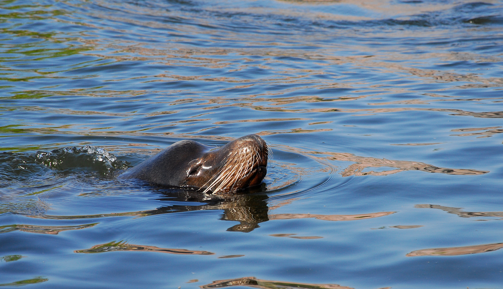 Seelöwe