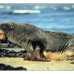 Seelöwe am Strand von Waipapa Point