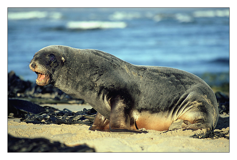 Seelöwe am Strand von Waipapa Point