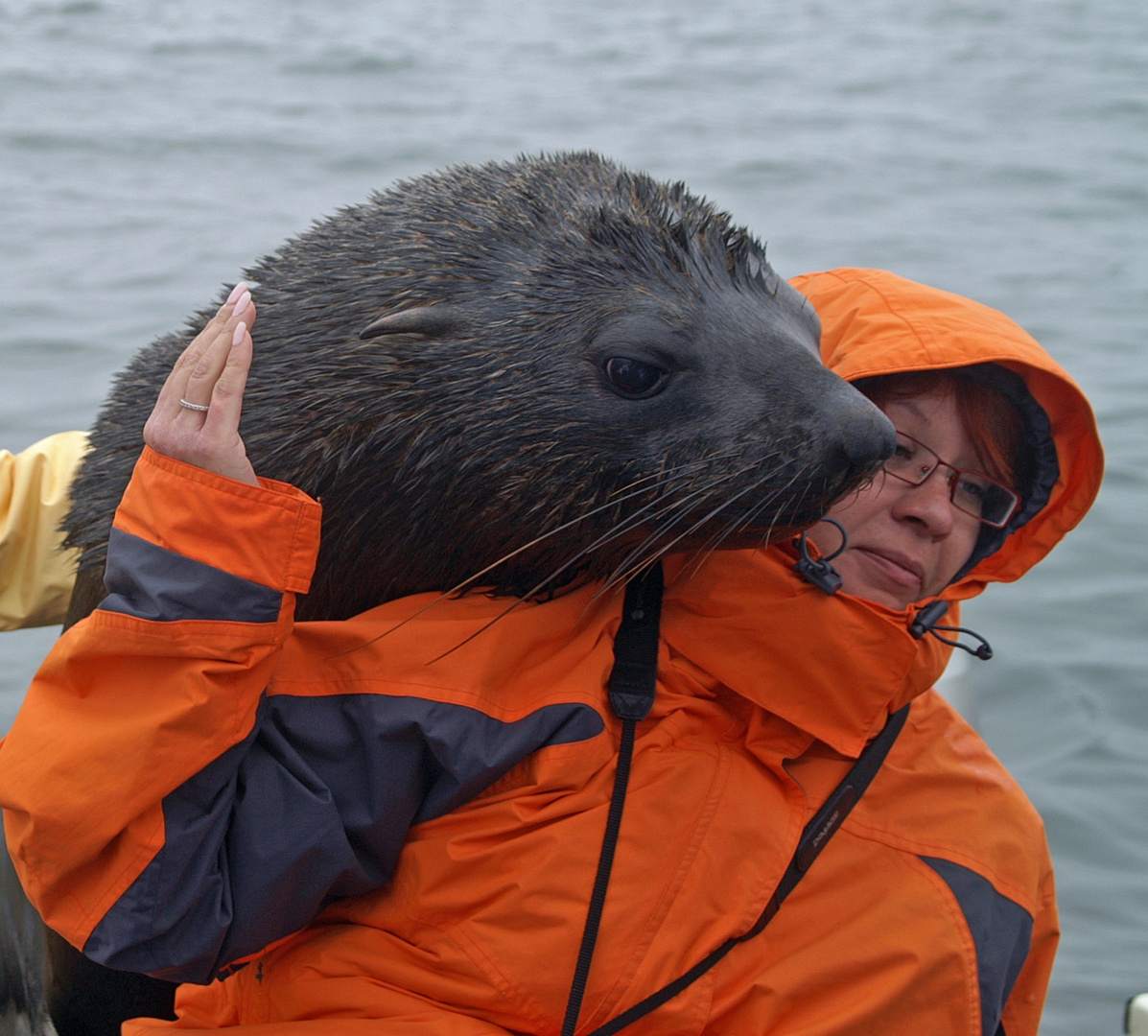 Seelöwe an Bord