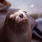 Seelöwe auf dem Fisherman's Wharf in San Fransisco