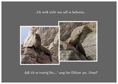 Seelöwe auf den Ballestasinseln/ Peru