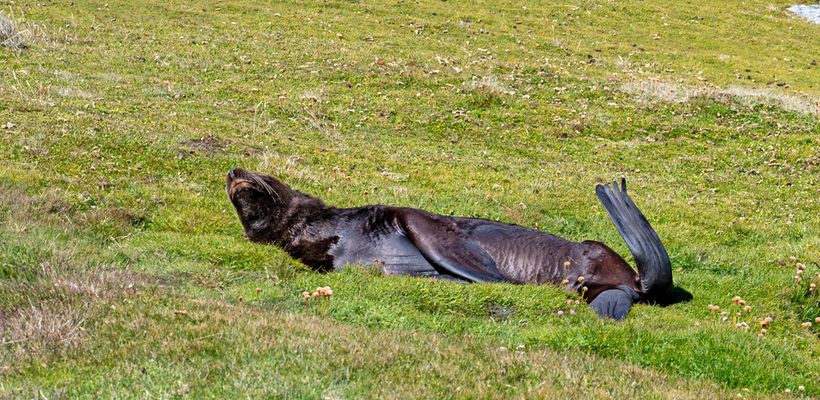 Seelöwe auf den Falkland Inseln