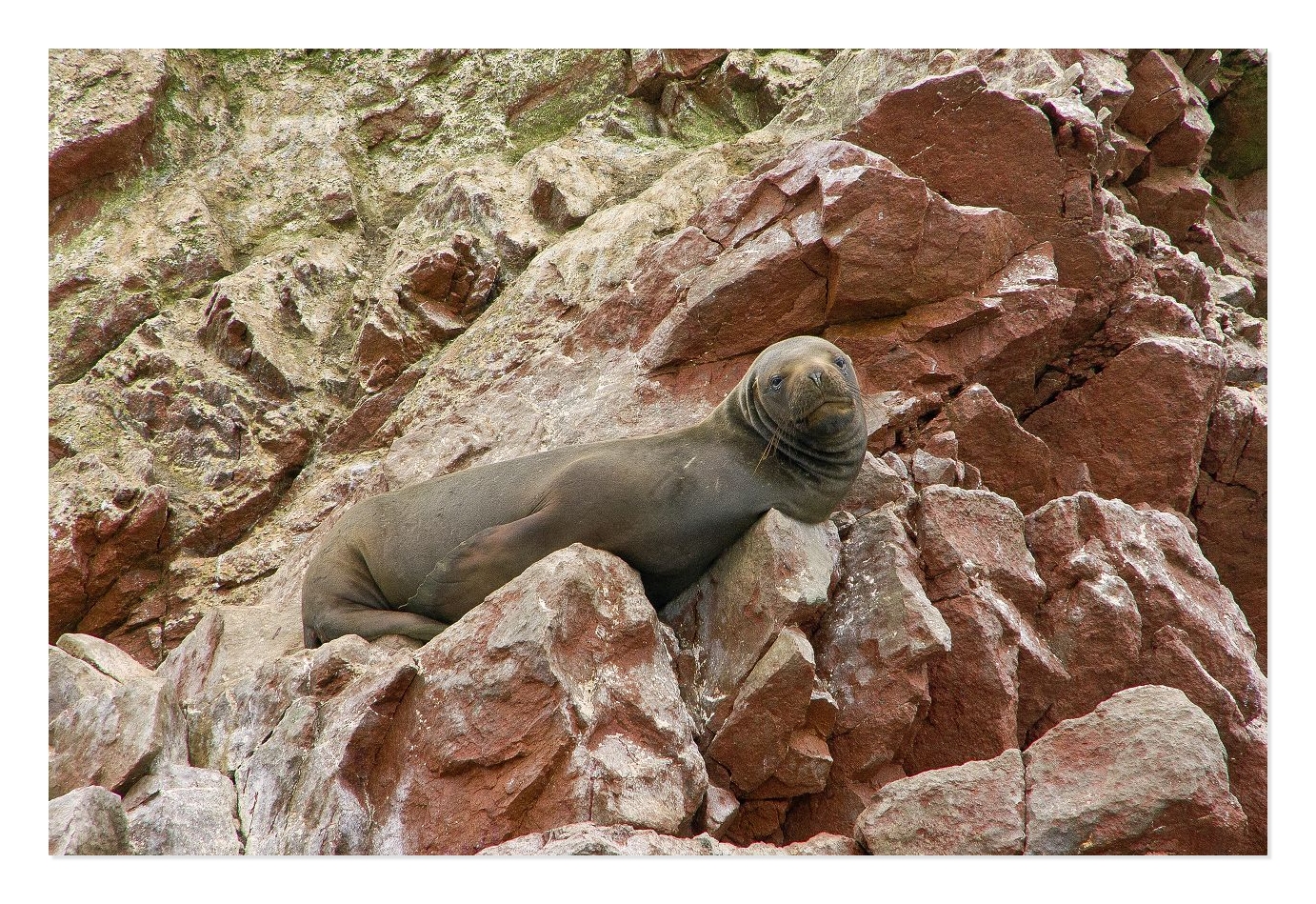 Seelöwe auf den Felsen der Ballestas-Inseln