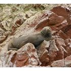 Seelöwe auf den Felsen der Ballestas-Inseln