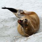 Seelöwe auf der Halbinsel Duniden (Neuseeland)