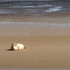 Seelöwe auf der Sandbank