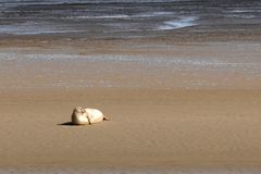 Seelöwe auf der Sandbank