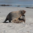 Seelöwe auf Kangeroo Island