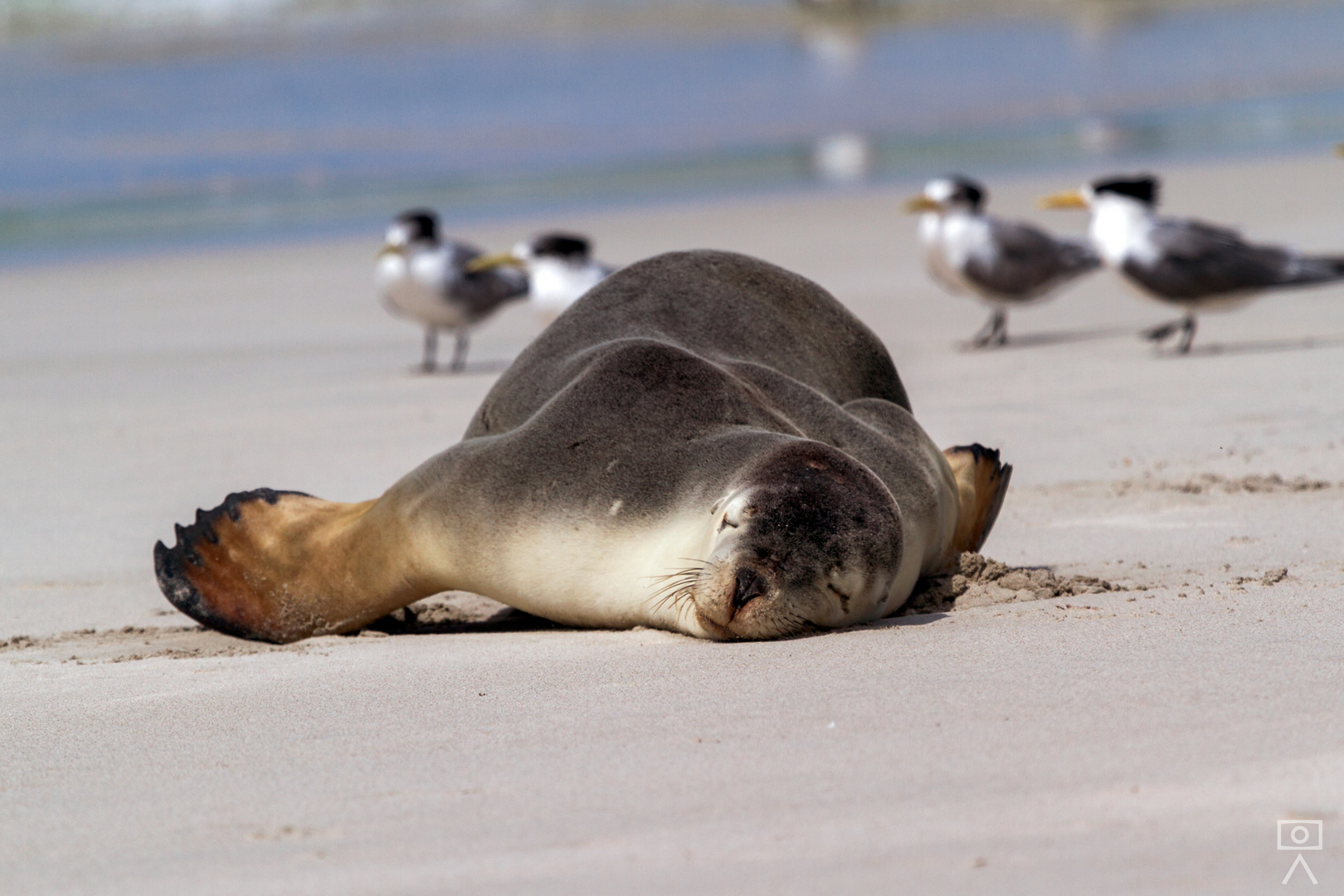 Seelöwe, Australien