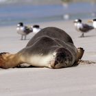 Seelöwe, Australien