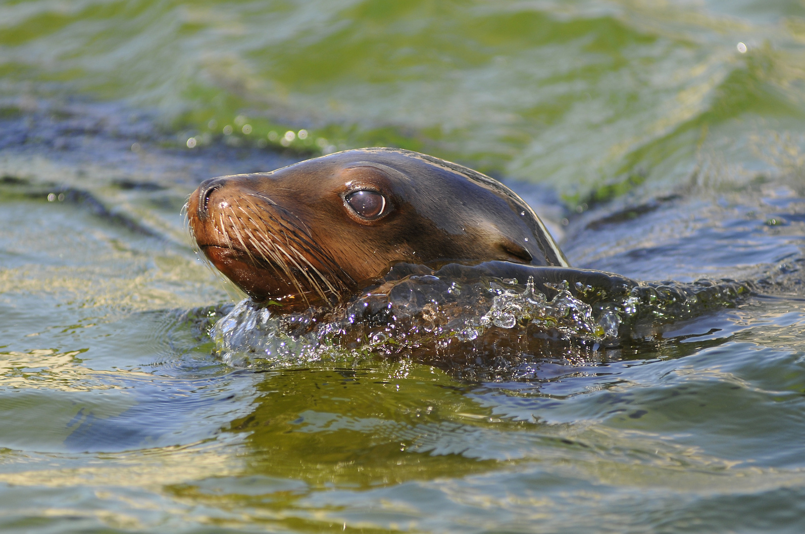 Seelöwe