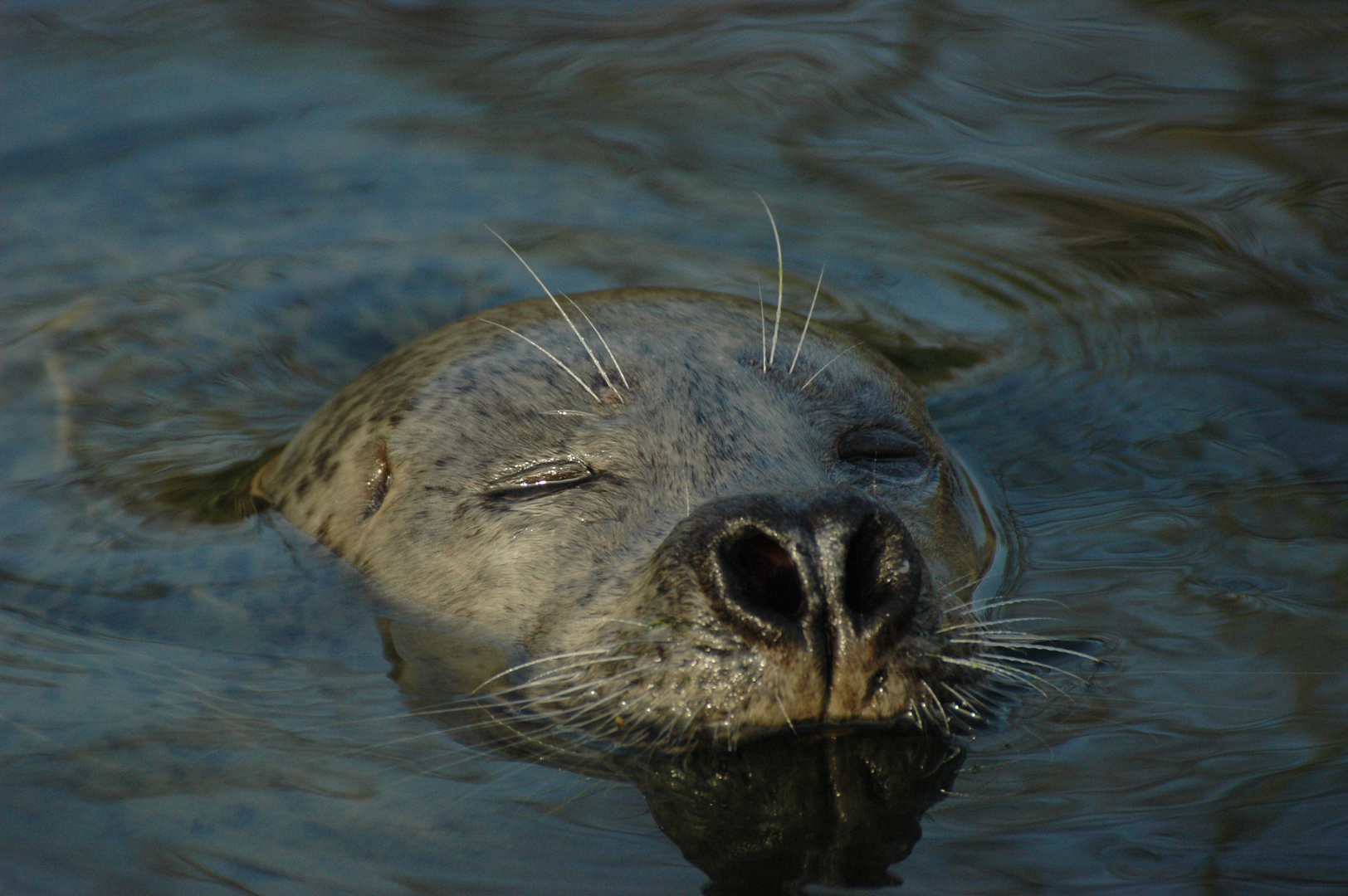 Seelöwe beim auftauchen