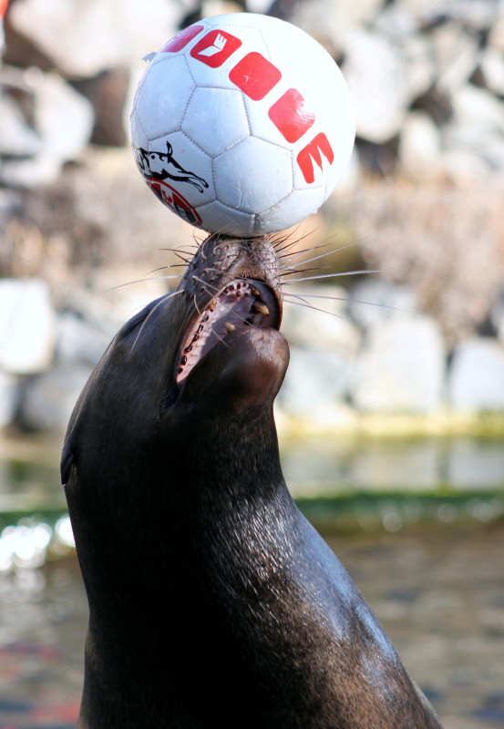 Seelöwe beim jonglieren mit einem Fußball (2)