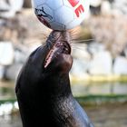 Seelöwe beim jonglieren mit einem Fußball (2)