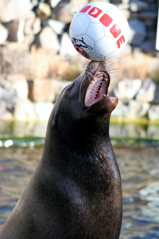 Seelöwe beim jonglieren mit einem Fußball