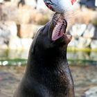 Seelöwe beim jonglieren mit einem Fußball