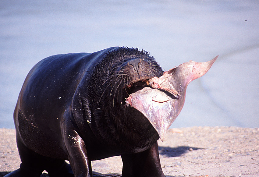 Seelöwe beim Rochenschmaus