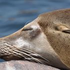 Seelöwe beim Sonnenbaden