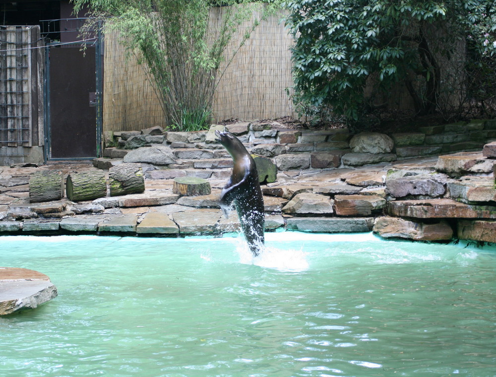 Seelöwe beim Training Im Dortmunder Zoo