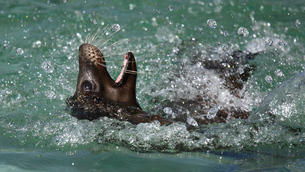 Seelöwe beim Wasserspiel