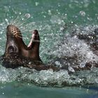 Seelöwe beim Wasserspiel