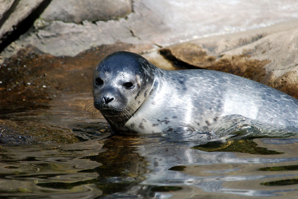 Seelöwe