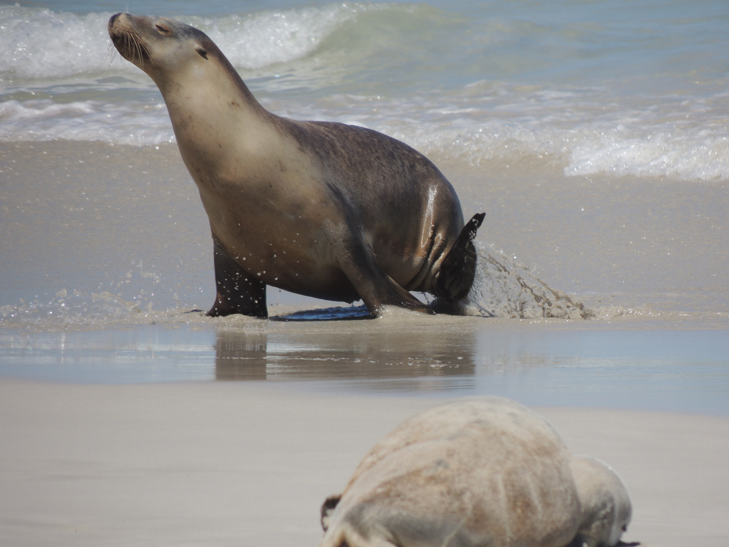 Seelöwe