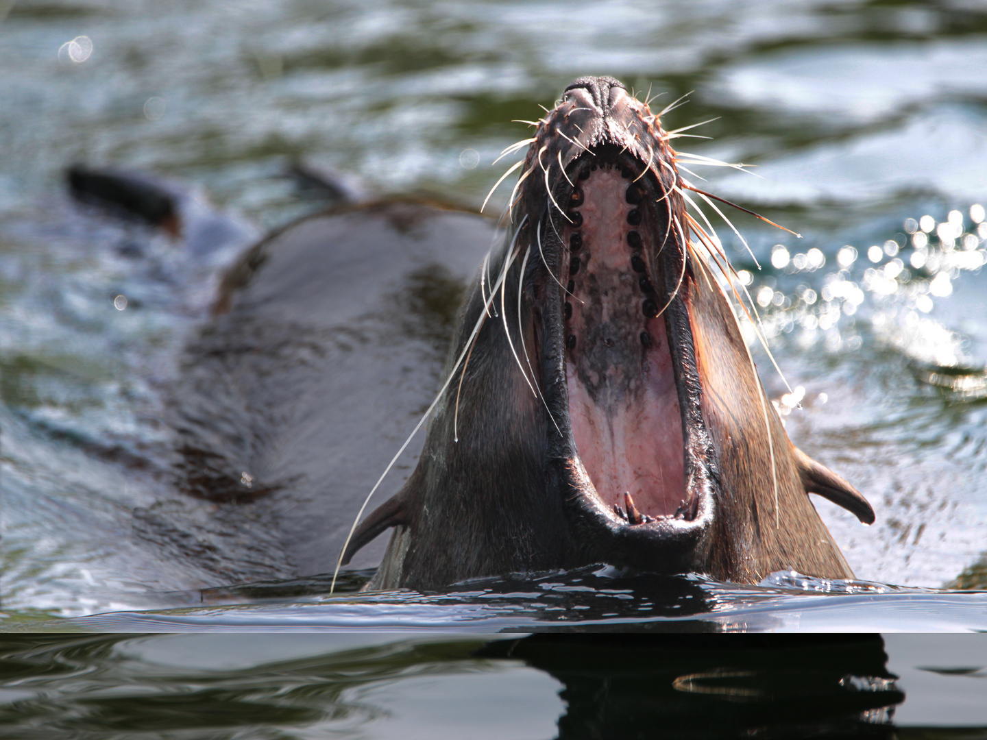 Seelöwe