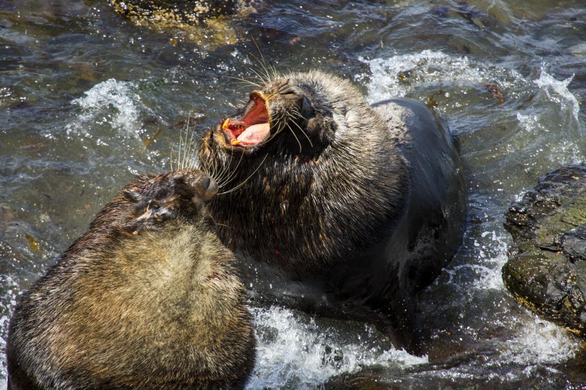 Seelöwe