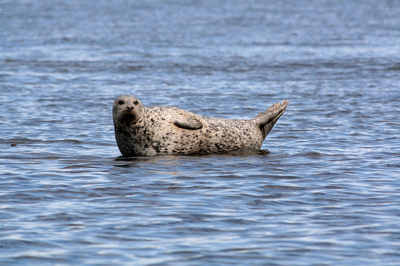 Seelöwe die 2.