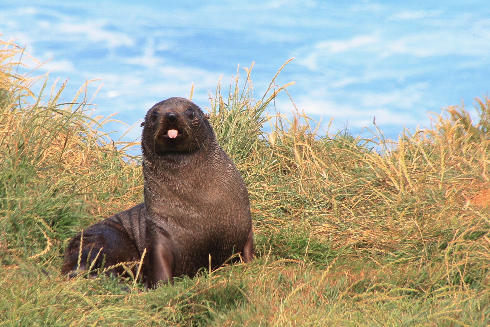 Seelöwe