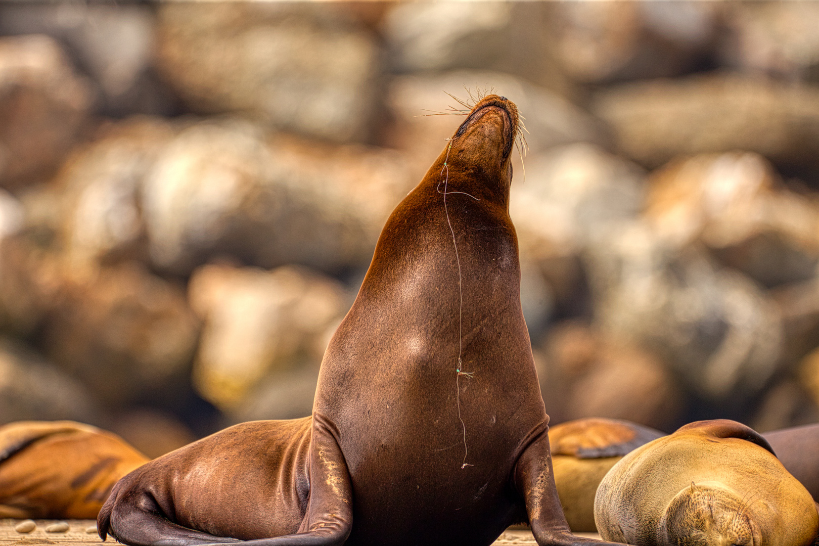 Seelöwe im Abendlicht