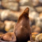 Seelöwe im Abendlicht