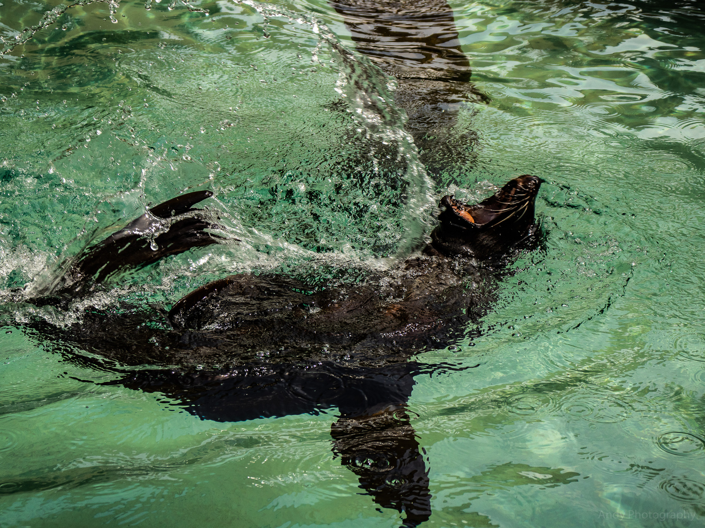 Seelöwe im Augsburger Zoo