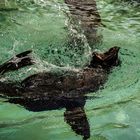 Seelöwe im Augsburger Zoo