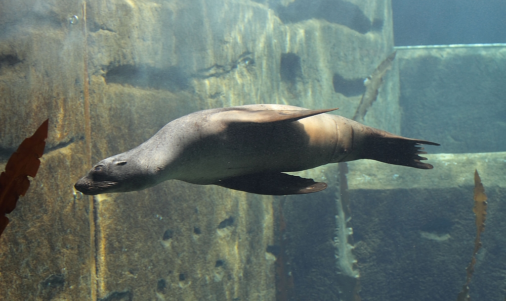 Seelöwe im großen Becken der Lagune von unten