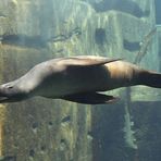 Seelöwe im großen Becken der Lagune von unten